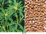 Fenugreek seed extract